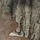Camo, variant on Kids' Passive Ear Muff - Assorted Colors