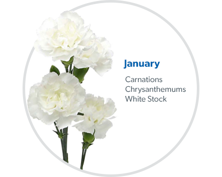 January: Carnations, Chrysanthemums & White Stock.