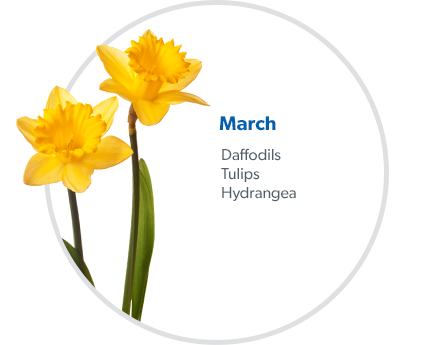 March: Daffodils, Tulips & Hydrangea.