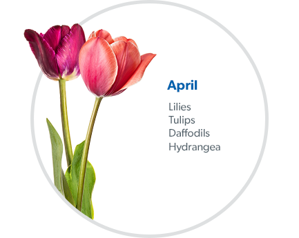April: Lilies, Tulips, Daffodils & Hydrangea.