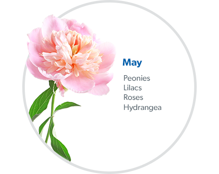 May: Peonies, Lilacs, Roses & Hydrangea.