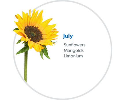July: Sunflowers, Marigolds & Limonium.