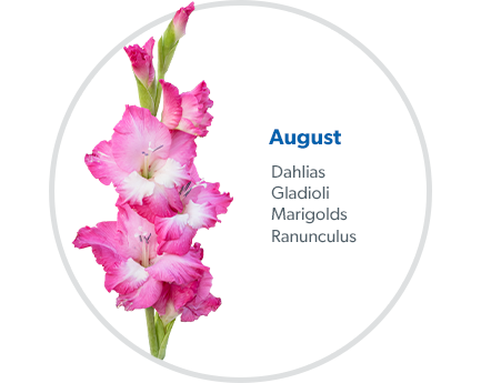 August: Dahlias, Gladioli, Marigolds & Ranunculus.
