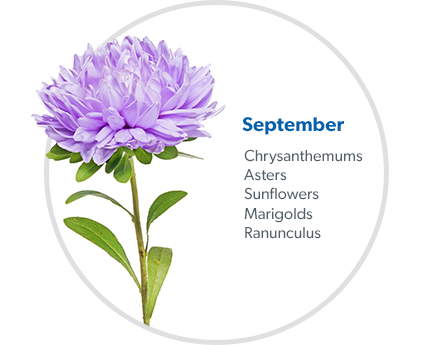 September: Chrysanthemums, Asters, Sunflowers, Marigolds & Ranunculus.