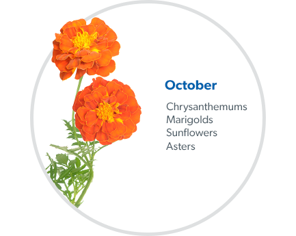October: Chrysanthemums, Marigolds, Sunflowers & Asters.